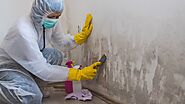 Get To Know The Importance Of Professional Mould Removal