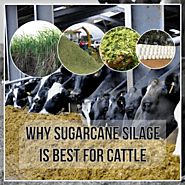 About sugarcane silage