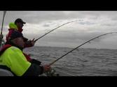 Non-stop Cod Fishing in Rorvik Norway