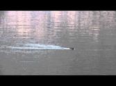 Otter swimming in Loch a'Choire, Kingairloch