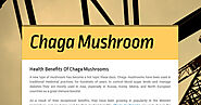 Health Benefits Of Chaga Mushrooms