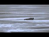 Back-scratching seal on Spitsbergen