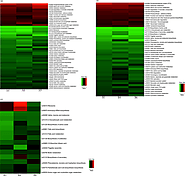 Impact of violacein from Chromobacterium violaceum on the mammalian gut microbiome