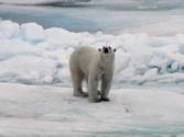 Looking for the Polar Bear in the Arctic, Svalbard Archipelago, Norway