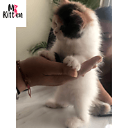 Buy Persian Cats For Sale Online in India - Bengaluru, Mumbai, Delhi