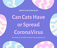 Can Cats Have Or Spread The CoronaVirus?