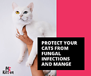Protect Your Cats From Fungal Infections And Mange