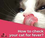 How To Check Your Cat For Fever?
