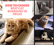 How to Choose Best Cat Boarding in Delhi