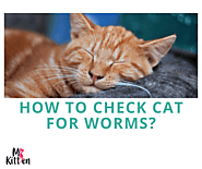 How To Check Cat For Worms?