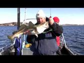 Barney Wright catches cod on boat trip with Din Turs Ian Peacock in Vik Brygge Norway