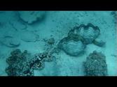 Snorkeling with Giants Clams outside of Aitutaki, Cook Islands