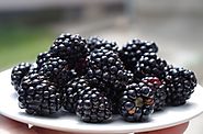 Are Blackberries Good For Dogs - Dog Treats