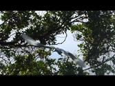 Pitcairn Island Fairy Tern