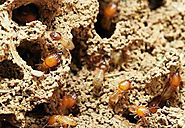 Termite Protection & Treatment Melbourne, Termite Control Specialist