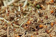Pest Control Craigieburn | Rodent Control, Termite Inspection & Treatment