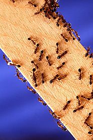 Pest Control Epping | Ants Control, Termite Inspection & Treatment Epping