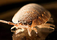 Pest Control Meadow Heights | Ant Control, Termite Inspection, Treatment