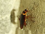 Pest Control Broadmeadows | Ant Control, Termite Inspection & Treatment