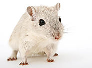 Pest Control Lalor | Rodent Control, Termite Inspection & Treatment Lalor