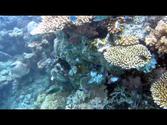 Fiji soft coral snorkeling