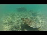 Vanuatu Cruise 2013 - Swimming with Turtles in Lifou, New Caledonia