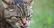 Why does my cat lick me very much? | Pets World Today | Pets World Today