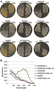 Staphylococcus aureus pigmentation is not controlled by Hfq