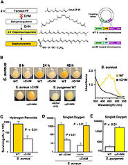 Staphylococcus aureus golden pigment impairs neutrophil killing and promotes virulence through its antioxidant activity