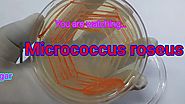 Colony morphology of bacteria || Micrococcus roseus || Red pigment