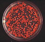 S. marcescens colonies on a nutrient agar.