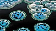 General Characteristics of Streptomyces