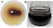 Streptomyces glaucescens NEAE-H produces an inky black pigments which is melanin.