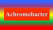 Achromobacter