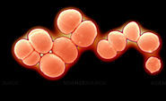 A picture of a micrococcus culture showing pink pigment. they are gram positive bacterial cells.