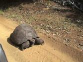 Mrs. T.: Galapagos Turtle on Pitcairn Island
