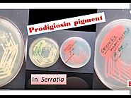 Prodigiosin pigment formation in Sarratia| Serratia marcescens| Prodigiosin