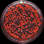 Serratia Marcescens Red Pigments