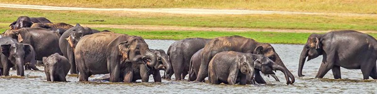 Headline for The Top 6 National Parks to Visit in Sri Lanka – Entrancing Natural Sanctuaries