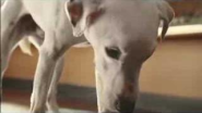 VW Polo Singing Dog ad