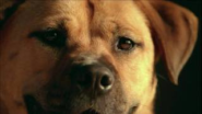 Pedigree Dog Commercial - Shelter Dog