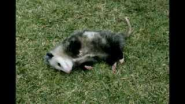 A Pet Possum - Easier Way to Save - New GEICO Commercial