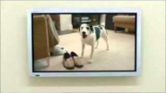 Funny Dog Adoption Commercial