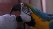 parrot pet commercial