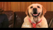 Funny Talking Dog Commercial - FoldFlops