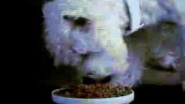 My Dog commercial wearing miyow & barkley