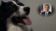 Good Dog! Bad Republicans! (Funny Political Commercial) - YouTube