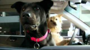 Subaru Dog Tested. Dog Approved. commercial spot. Airport pick up