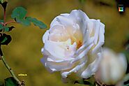 Check out the Fresh Magnificent White Rose