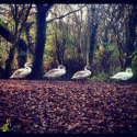 Audioboo / #AudioMo - Day 17 - Shipley Country Park